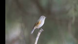 红胁蓝尾鸲 Redflanked Bluetail [upl. by Boleslaw423]