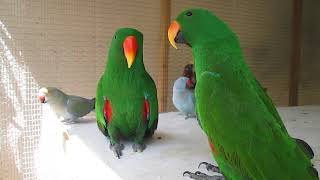 Eclectus parrot talking [upl. by Oalsecnew]