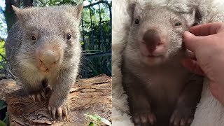 15 Minutes of Cutest Wombat Video 😍  BEST Compilation Videos 43 [upl. by Wenger563]