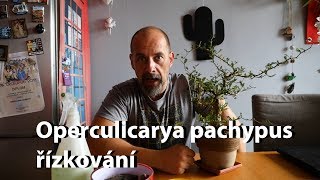 Operculicarya pachypus  řízkování [upl. by Eatnoj]