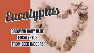 Growing Baby Blue Eucalyptus Cinerea from Seeds [upl. by Aleihs653]