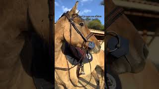 tiktok pony equestrian bestpony ponypower showpony horseriding viral [upl. by Emlen]