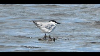 Gull billed Tern  Shapwick Heath Somerset 5 6 24 [upl. by Anaitsirk]