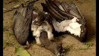 Vanishing Vultures  From Millions to near extinct [upl. by Panther]