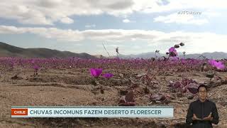 Chile chuvas incomuns fazem florescer no deserto do Atacama [upl. by Limbert]