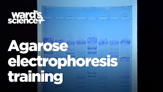 Wards Agarose Electrophoresis Training [upl. by Leuqram]