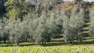 1 Considerazioni sulla Riforma a Vaso Policonico PRIMA PARTE potaturaolivo policonico olivo [upl. by Tchao]