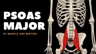 The Psoas Major Muscle Origin Insertion and Actions [upl. by Ellinad]