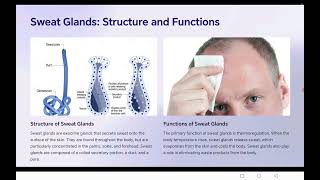 exocrine gland icse cbse bseb neet [upl. by Lauhsoj]