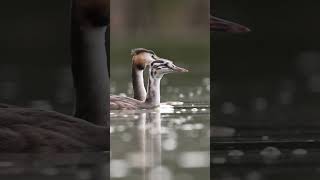 Пірникози мама з донькою wildlife nature podiceps [upl. by Annawahs]