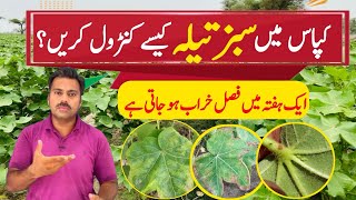 How to control jassid in cotton crop  The best insecticide against cotton jassid Abid Ali Agrarian [upl. by Wein599]