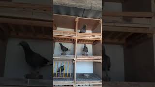 tippler pigeon breeds  Pigeon loft  Pigeon farm [upl. by Airtal119]