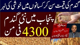 Today wheat price in punjab  گندم کا ریٹ 2024  gandam rate today  galla Mandi Rate today [upl. by Lacee]