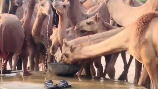 15 camels drinking fresh water 💧  camels life  camel [upl. by Talie]