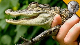 Danger of Baby Alligators as Pets [upl. by Nithsa]