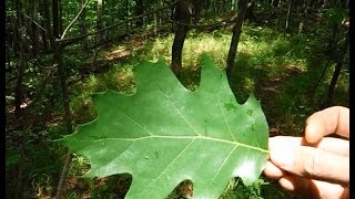 Tree Identification  Northeastern Hardwoods [upl. by Lukas]