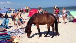 Assateague Island Maryland Wild Horses Ponies terrorizing tourists [upl. by Werby]