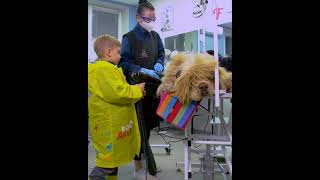 Rainy day miracle Homeless dogs stunning makeover shorts [upl. by Rudolf296]