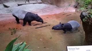 Malayan Tapir Pair  San Diego Zoo [upl. by Airamat803]