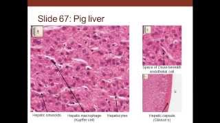 14 Medical School Histology Digestive System II  Accessory Digestive Organs [upl. by Euell]