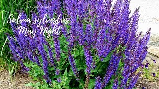 How to care for Salvia quotMay Nightquot [upl. by Nidnarb630]