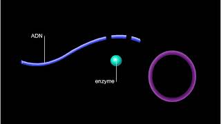 Production dinsuline par génie génétique médicament recombinant [upl. by Ennaear360]