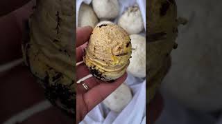 Edible puffball mushrooms [upl. by Raychel]