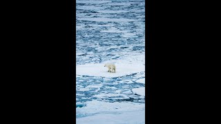 Walking On Water polarbear northpole [upl. by Liv461]