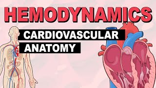 Cardiovascular System Anatomy  Hemodynamics Part 1 [upl. by Meng]