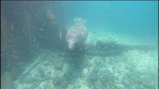 Boynton Beach Inlet Underwater Camera Swimming With Manatees [upl. by Arinay]