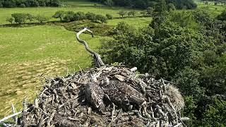 Bywyd Gwyllt Glaslyn Wildlife  Ffrwd Byw  Live Stream [upl. by Anidal]