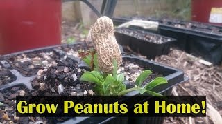 How to Grow Peanuts in the Home Garden amp Cook Them to Eat [upl. by Oivaf]