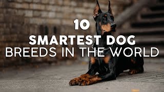 10 Smartest dog breeds in the world [upl. by Ras]