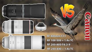 Canon 200800 Vs 800 f11 Vs 100500 14x TC Birds In Flight with Canon EOS R6 Mark II  BONUS [upl. by Dayle]