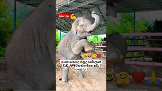 Rosa Batiththi Mangala Denex ytshorts short trending Song Tiktok shortvideo Elephant 🤓 [upl. by Glaser]