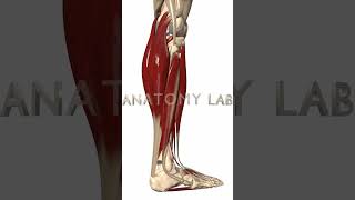 Lower Leg 3d Anatomy [upl. by Ellenwad447]