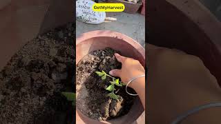 Special Tips for growing Tomatoes  Ab dher saare tamatar ugalo shorts [upl. by Drahnreb]