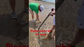 Pumping for yabbies fishing viralvideo yabbies pumpingforyabbies [upl. by Johnson236]