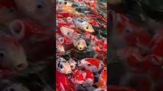 Fish feeding koi carp 🐳 youtubeshorts shortsmusic koifish bettafish tranding cutefoodvideos [upl. by Hadden]