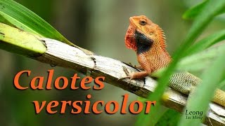 Calotes versicolor male displays Sep2014 [upl. by Bili744]