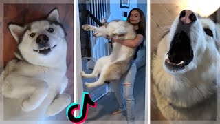 Ultimate Husky Compilation  Cute amp Funny Huskies of TikTok [upl. by Anide]