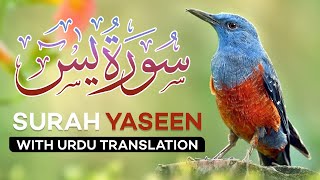 Surah Yasin  Yaseen  with Urdu Translation  Quran Tilawat Beautiful Voice  Hindi Tarjuma [upl. by Ellehcsor88]