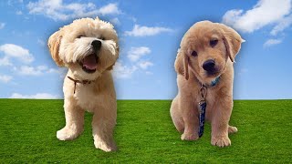 💗 Som de Animais ┃OLHA os Cachorrinhos Bebês Latindo shorts [upl. by Kumler325]