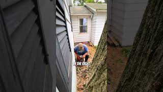 Cutting down a dangerous 200yearold tree treefelling logging arborist [upl. by Renwick]