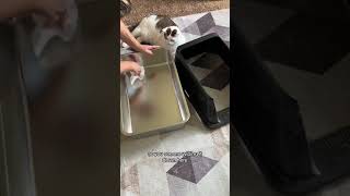 How To Clean Stainless Steel Litter Box  Litter Box Hacks  Litter Box Review shorts litterbox [upl. by Lehplar875]