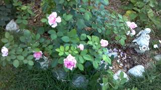 rose brother cadfael May 26 2012 708 PM beautiful rose David Austin John and Charlotte [upl. by Terchie134]