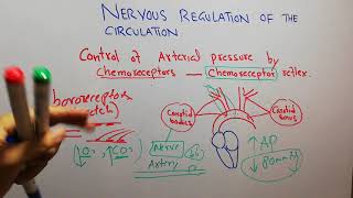 CVS physiology 126 Role of chemoreceptors control of arterial pressure carotid body [upl. by Bili377]