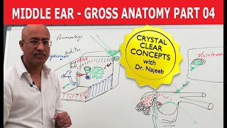 Middle Ear  Gross Anatomy  Part 49 [upl. by Oiredised496]