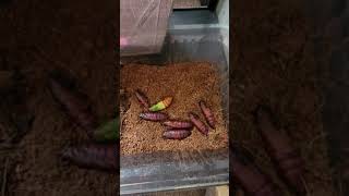 Hornworm Manduca Moth Setup [upl. by Walls]