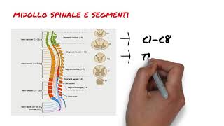 4 Il midollo spinale 2 parte [upl. by Adlez]